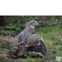 گونه عقاب مارخور Short-toed Eagle